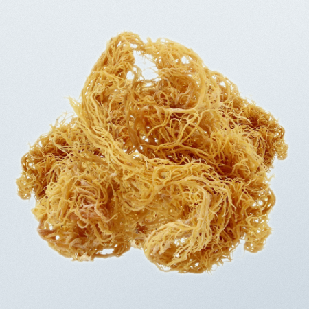 Irish Moss