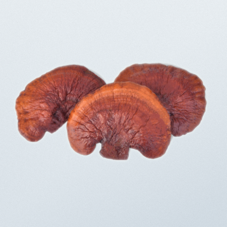 Reishi Extract