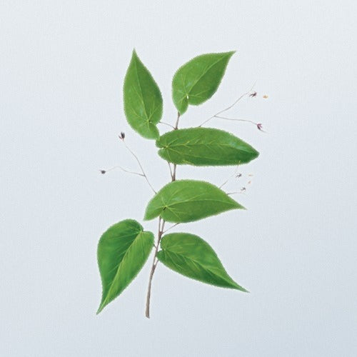 Goat Weed