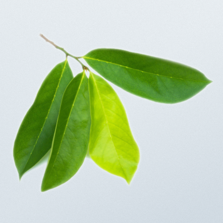 Soursop Leaves